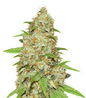 The Pure regular (Flying Dutchmen)