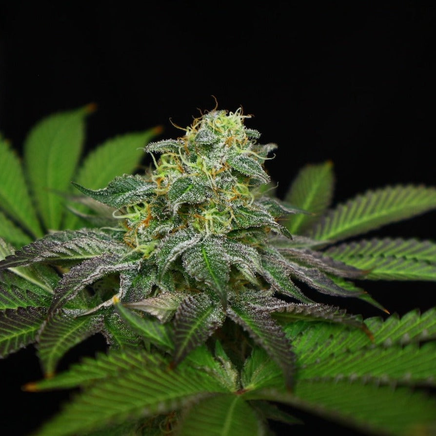 Blue Zushi Steckling - 1 Steckling