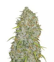 Original Auto Jack Herer (Fast Buds)