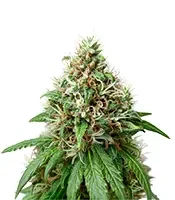 Automatic (Big Buddha Seeds)