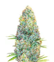 Amnesia Haze (Victory Seeds)