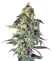 Northern VIP (VIP Seeds)