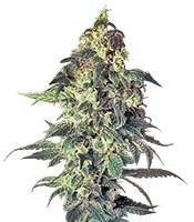 Northern VIP (VIP Seeds)