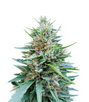 Shaman regular (Dutch Passion)