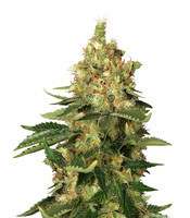 Orange Sherbert (Barney's Farm)