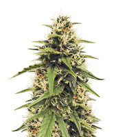 Heisenberg Special Auto (Mephisto Genetics)