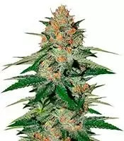 Delicious Candy (Delicious Seeds)