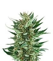 Royal Cheese Automatic (Royal Queen Seeds)