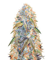 Auto Northern Light (Victory Seeds)