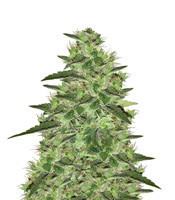 Auto Gelato (Big Head Seeds)