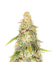 Sour Diesel x OG Kush (Seedkeepers)