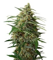 Moby Dick XXL Autoflowering (Dinafem Seeds)