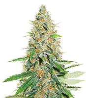 Afghan Kush (World of Seeds)