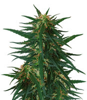 Blueberry Ghost OG (Original Sensible Seeds)