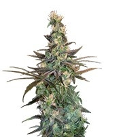 A-Train (T.H. Seeds)