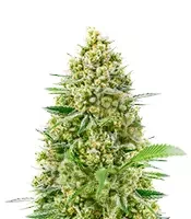 Princess Haze (Brothers Grimm Seeds)