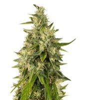 Trainwreck regular (Humboldt Seeds Organization)