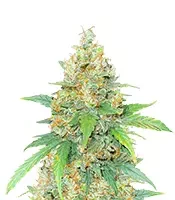 Chemdog Fast Version (Seedkeepers)