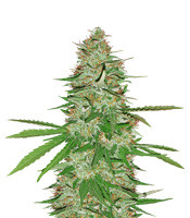 Strawberry Banana (Reserva Privada)