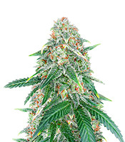 Sweet Zenzation XL Auto (Sweet Seeds)