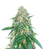 Sweet Zenzation XL Auto (Sweet Seeds)