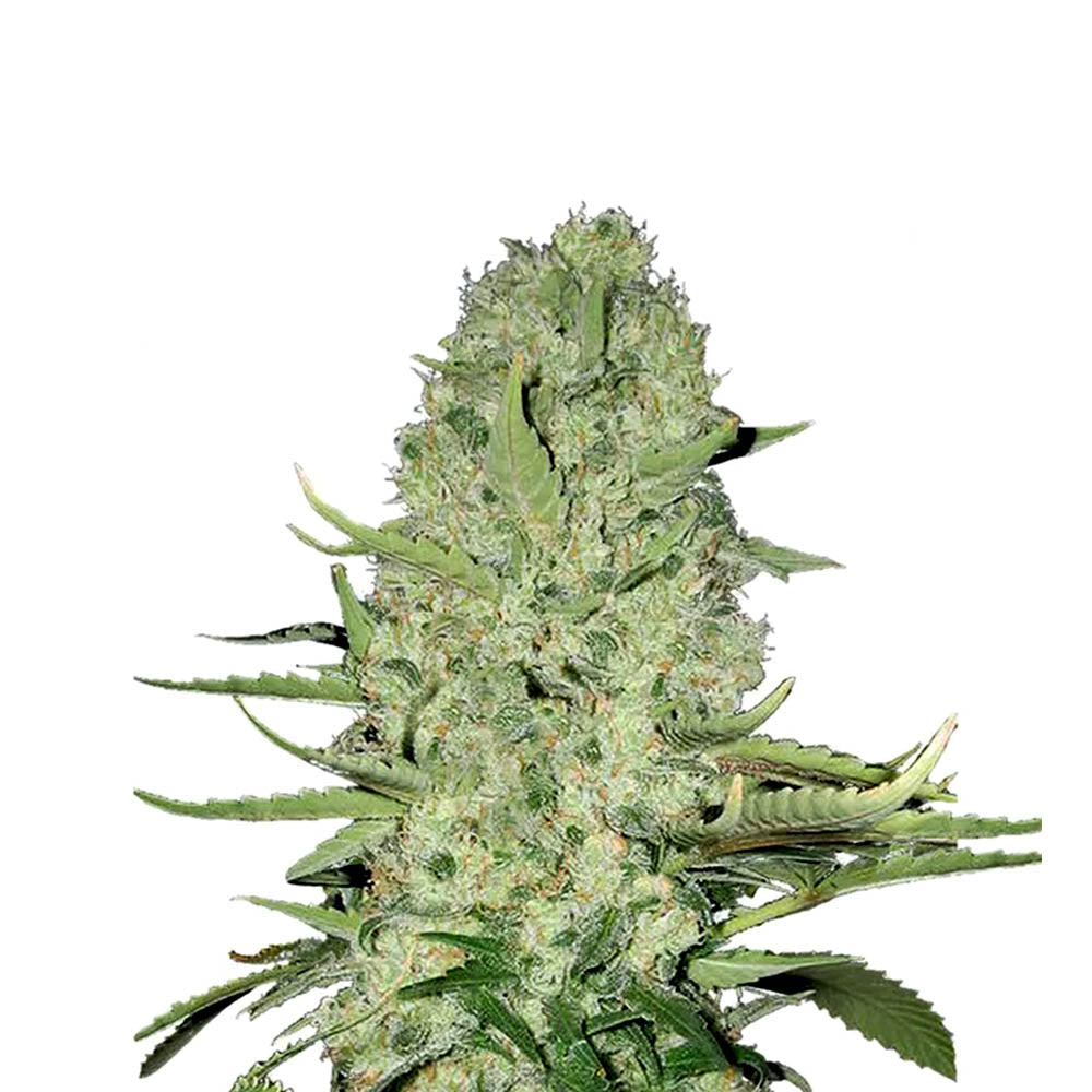 Blueberry Skittlez 040 Cannabis Samen, Feminisierte Hybrid Samen ideal für Anfänger