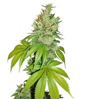 Kushberry (DNA Genetics)