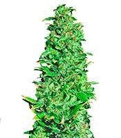 High Level (Eva Seeds)