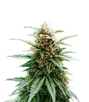 Skunk Haze (Ceres Seeds)