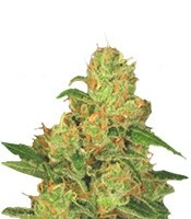 Auto Acid (Paradise Seeds)