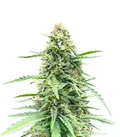 Vanilla Latte Autoflower (Humboldt Seed Company)