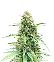 Vanilla Latte Autoflower (Humboldt Seed Company)