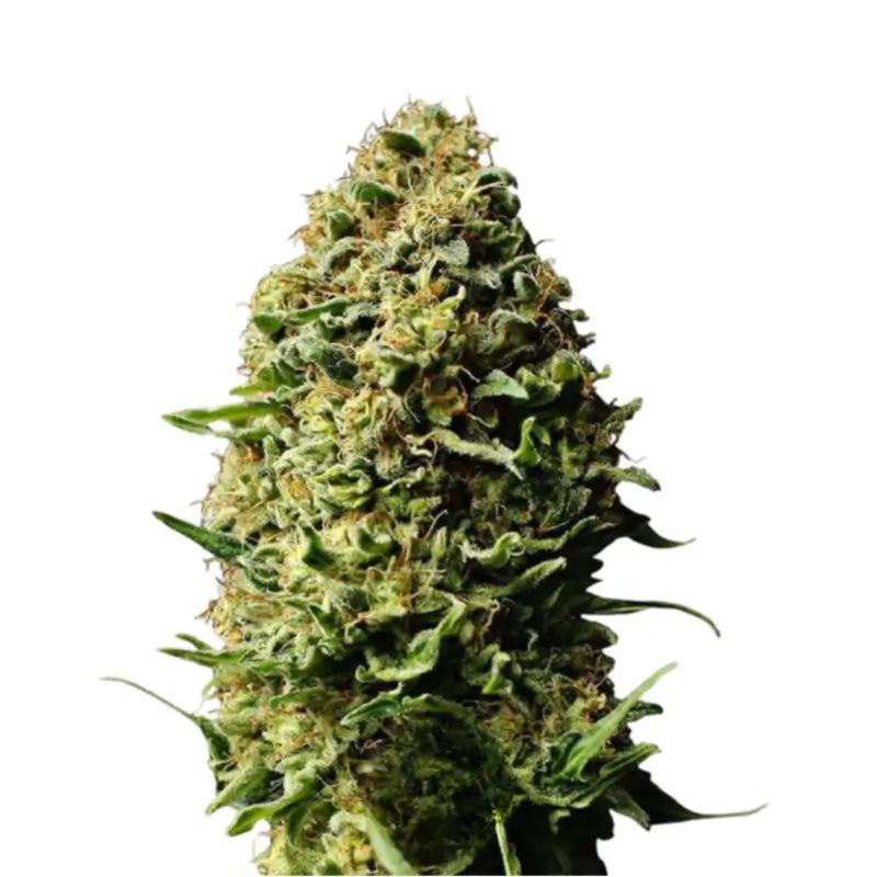 AK 47 Auto Cannabis Samen - 3 Stück