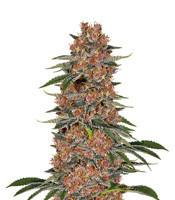 Purple Punch (Seedstockers)