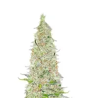 Bubble Gummy Auto (Ethos Genetics)