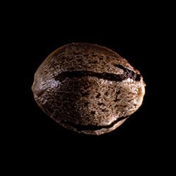 Mikromachine Auto - 1 Seed