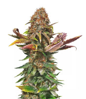 Florida Gaspack (Humboldt Seeds Organization)