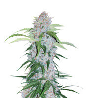 Six Shooter Auto (Fast Buds)