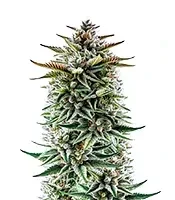 Buzz Bomb (Bomb Seeds)