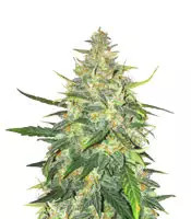 Trans Siberian Auto (Auto Seeds)