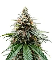 Insane OG (Herbies Seeds)