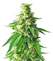 Kali & the Chocolate Factory (Kalis Fruitful Cannabis (KFC) Seeds)