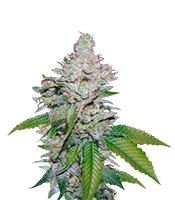 White Berry (VIP Seeds)
