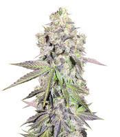 Auto Purple Gorilla (Shortstuff Seeds)