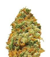 Indian Kush (VIP Seeds)