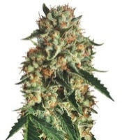 Sapphire OG (Humboldt Seeds Organization)