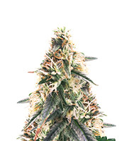 Super Skunk Auto (Garden Of Green)