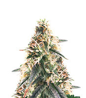 Super Skunk Auto (Garden Of Green)