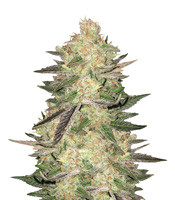 Melon Gum (Dr Underground)