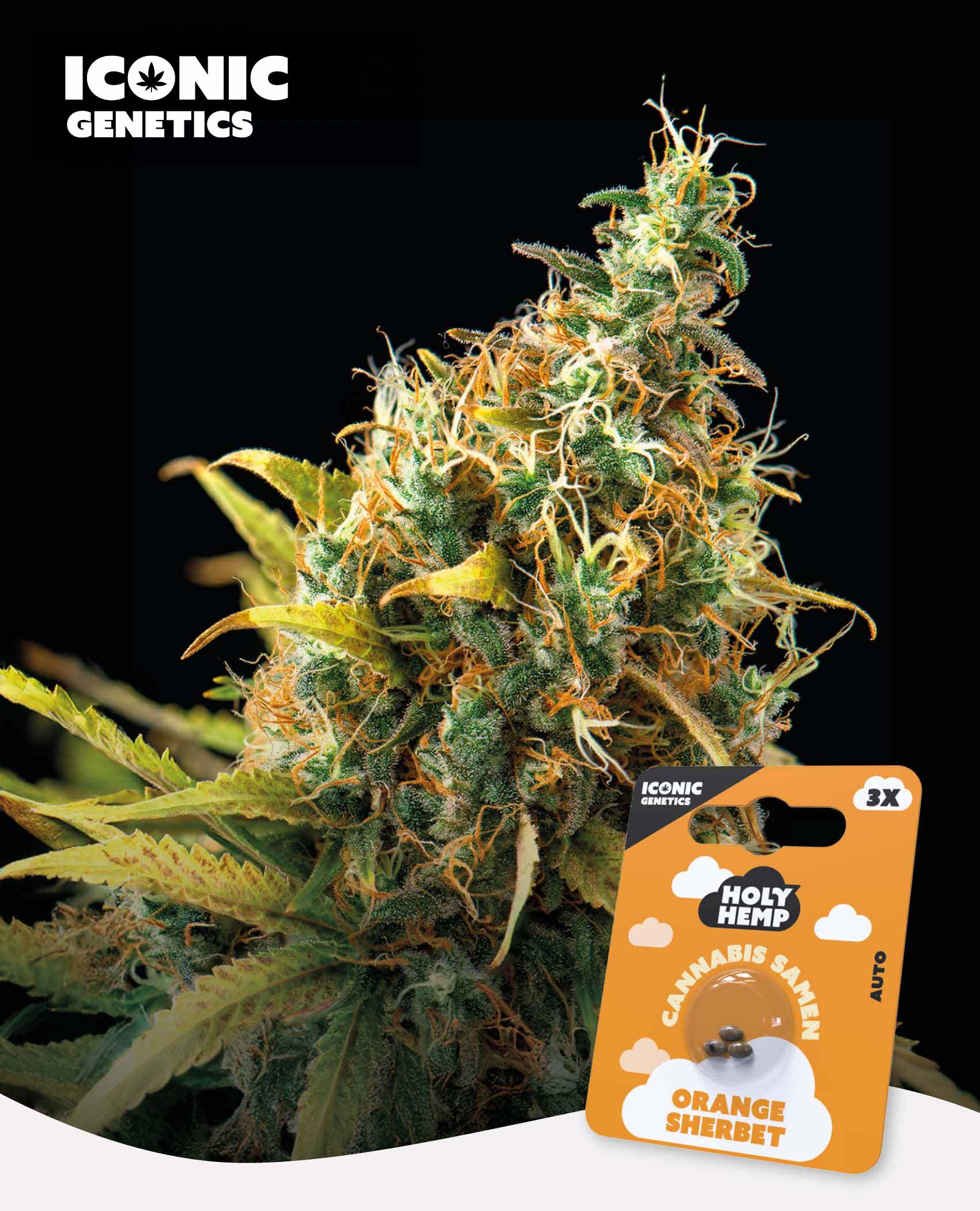 Orange Sherbet Automatic